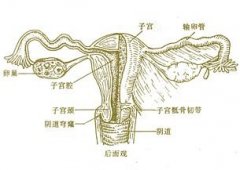 RAS主动免疫疗法——彻底治疗习惯性流产